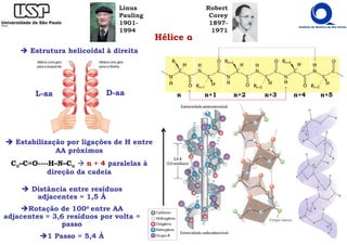 Hélice α
Linus
Pauling
1901-
1994
Robert
Corey
1897-
1971
Distância entre resíduos
adjacentes = 1,5 Å
Rotação de 100o entre AA
adjacentes = 3,6 resíduos por volta =
passo
1 Passo = 5,4 Å
Estrutura helicoidal à direita
Estabilização por ligações de H entre
AA próximos
Cα
α
α
α–C=O----H–N–Cα
α
α
α n + 4 paralelas à
direção da cadeia
n n+1 n+2 n+3 n+4 n+5
D-aa
L-aa
 