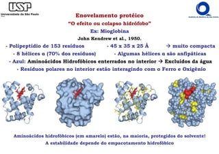 Enovelamento protéico
“O efeito ou colapso hidrófobo”
Ex: Mioglobina
John Kendrew et al., 1950.
- Polipeptídio de 153 resíduos - 45 x 35 x 25 Å muito compacta
- 8 hélices α (70% dos resíduos) - Algumas hélices α são anfipáticas
- Azul: Aminoácidos Hidrofóbicos enterrados no interior Excluídos da água
- Resíduos polares no interior estão interagindo com o Ferro e Oxigênio
Aminoácidos hidrofóbicos (em amarelo) estão, na maioria, protegidos do solvente!
A estabilidade depende do empacotamento hidrofóbico
 