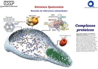 Estrutura Quaternária
Reunião de diferentes subunidades
 