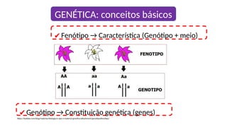 GENÉTICA: conceitos básicos
✔Genótipo → Constituição genética (genes)
✔Fenótipo → Característica (Genótipo + meio)
https://beduka.com/blog/materias/biologia/o-que-e-material-genetico/attachment/genotipoefenotipo/
 