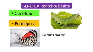 • Genótipo =
• Fenótipo ≠
Diaethria clymena
GENÉTICA: conceitos básicos
 