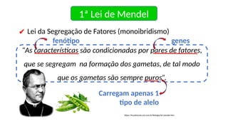 1ª Lei de Mendel
✔ Lei da Segregação de Fatores (monoibridismo)
“As características são condicionadas por pares de fatores,
que se segregam na formação dos gametas, de tal modo
que os gametas são sempre puros”.
fenótipo genes
Carregam apenas 1
tipo de alelo
https://brasilescola.uol.com.br/biologia/lei-mendel.htm
 