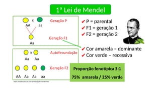 1ª Lei de Mendel
✔P = parental
✔F1 = geração 1
✔F2 = geração 2
✔Cor amarela – dominante
✔Cor verde – recessiva
https://brasilescola.uol.com.br/biologia/lei-mendel.htm
 
