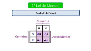 1ª Lei de Mendel
Quadrado de Punnett
 