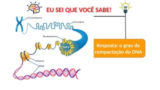 https://unescoportugal.mne.gov.pt/images/Comunica%C3%A7%C3%A3o/imagem_conhecimento.png
https://www.infoescola.com/wp-content/uploads/2010/06/cromatina_1640805628.jpg
EU SEI QUE VOCÊ SABE!
Resposta: o grau de
compactação do DNA
 