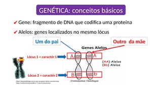 GENÉTICA: conceitos básicos
✔Gene: fragmento de DNA que codifica uma proteína
✔Alelos: genes localizados no mesmo lócus
https://planetabiologia.com/o-que-sao-genes-alelos-conceito/amp/
https://conhecimentocientifico.r7.com/cromossomos/
Um do pai Outro da mãe
 