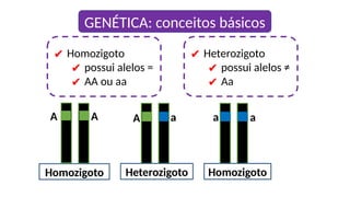 ✔ Homozigoto
✔ possui alelos =
✔ AA ou aa
✔ Heterozigoto
✔ possui alelos ≠
✔ Aa
Homozigoto
Heterozigoto
Homozigoto
A A A a a a
GENÉTICA: conceitos básicos
 