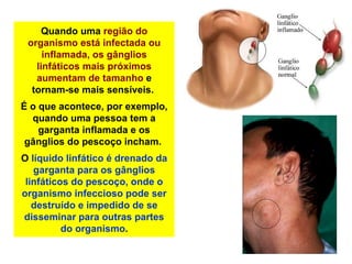 Lobulo Infectado AULA 04 Fisiologia do sistema cardiovascular e linfático.pptx
