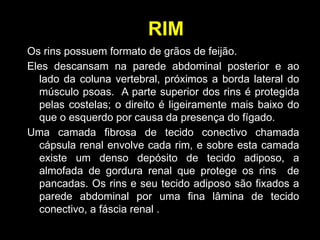 RIM
Os rins possuem formato de grãos de feijão.
Eles descansam na parede abdominal posterior e ao
lado da coluna vertebral, próximos a borda lateral do
músculo psoas. A parte superior dos rins é protegida
pelas costelas; o direito é ligeiramente mais baixo do
que o esquerdo por causa da presença do fígado.
Uma camada fibrosa de tecido conectivo chamada
cápsula renal envolve cada rim, e sobre esta camada
existe um denso depósito de tecido adiposo, a
almofada de gordura renal que protege os rins de
pancadas. Os rins e seu tecido adiposo são fixados a
parede abdominal por uma fina lâmina de tecido
conectivo, a fáscia renal .
 
