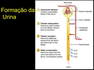 Formação da
Urina
 