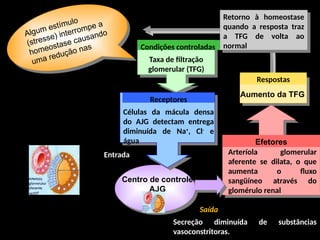 Algum estímulo
(stresse) interrompe a
homeostase causando
uma redução nas
Retorno à homeostase
quando a resposta traz
a TFG de volta ao
normal
Respostas
Aumento da TFG
Efetores
Arteríola glomerular
aferente se dilata, o que
aumenta o fluxo
sangüíneo através do
glomérulo renal
Centro de controle
AJG
Saída
Secreção diminuída de substâncias
vasoconstritoras.
Condições controladas
Taxa de filtração
glomerular (TFG)
Receptores
Células da mácula densa
do AJG detectam entrega
diminuída de Na+
, Cl-
e
água
Entrada
 