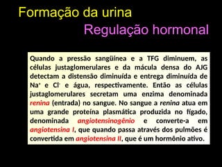 Formação da urina
Regulação hormonal
Quando a pressão sangüínea e a TFG diminuem, as
células justaglomerulares e da mácula densa do AJG
detectam a distensão diminuída e entrega diminuída de
Na+
e Cl-
e água, respectivamente. Então as células
justaglomerulares secretam uma enzima denominada
renina (entrada) no sangue. No sangue a renina atua em
uma grande proteína plasmática produzida no fígado,
denominada angiotensinogênio e converte-a em
angiotensina I, que quando passa através dos pulmões é
convertida em angiotensina II, que é um hormônio ativo.
 