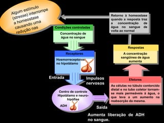 Condições controladas
Concentração de
água no sangue
Receptores
Entrada
Centro de controle
Hipotálamo e neuro-
hipófise
Saída
Aumenta liberação de ADH
no sangue.
Efetores
As células no túbulo contorcido
distal e no tubo coletor tornam-
se mais permeáveis à água, o
que leva a um aumento na
reabsorção da mesma.
A concentração
sangüínea de água
aumenta
Respostas
Retorno à homeostase
quando a resposta traz
a concentração de
água no sangue de
volta ao normal
Impulsos
nervosos
ADH
Algum estímulo
(stresse) interrompe
a homeostase
causando uma
redução nas
Hosmorreceptores
no hipotálamo
 