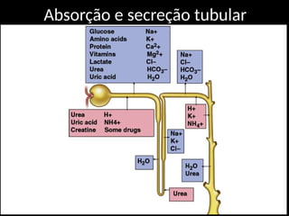 Absorção e secreção tubular
 
