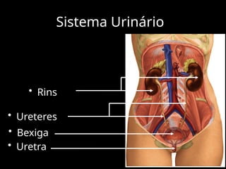 Sistema Urinário
• Rins
• Ureteres
• Uretra
• Bexiga
 