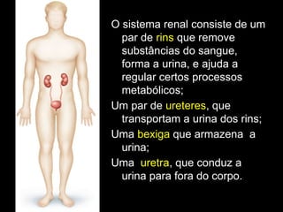 O sistema renal consiste de um
par de rins que remove
substâncias do sangue,
forma a urina, e ajuda a
regular certos processos
metabólicos;
Um par de ureteres, que
transportam a urina dos rins;
Uma bexiga que armazena a
urina;
Uma uretra, que conduz a
urina para fora do corpo.
 