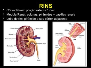 RINS
• Córtex Renal: porção externa 1 cm
• Medula Renal: colunas, pirâmides – papillas renais
• Lobo do rim: pirâmide e seu córtex adjacente
 