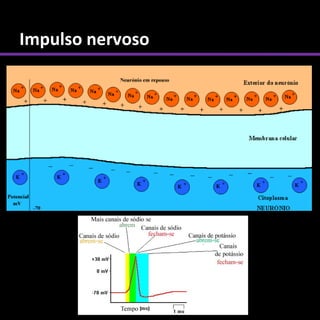 Impulso nervoso
 