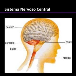 Sistema Nervoso Central
 