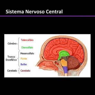 Sistema Nervoso Central
 