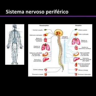 Sistema nervoso periférico
 