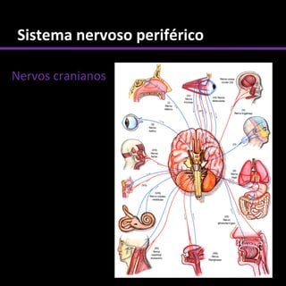 Sistema nervoso periférico

Nervos cranianos
 