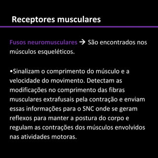 Receptores musculares

Fusos neuromusculares  São encontrados nos
músculos esqueléticos.

•Sinalizam o comprimento do músculo e a
velocidade do movimento. Detectam as
modificações no comprimento das fibras
musculares extrafusais pela contração e enviam
essas informações para o SNC onde se geram
reflexos para manter a postura do corpo e
regulam as contrações dos músculos envolvidos
nas atividades motoras.
 