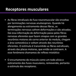 Receptores musculares

• As fibras intrafusais do fuso neuromuscular são envoltas
  por terminações nervosas anuloespirais. Quando há
  alongamento ou estiramento dessas fibras, as
  terminações nervosas sofrem deformações e são ativadas.
  Dai essa informação de deformação passa pelas fibras
  nervosas aferentes que fazem sinapse com os grandes
  neurônios motores do corno anterior da medula, chegam
  a área somestésica e voltam através dos neurônios
  eferentes. O estímulo é transmitido as fibras extrafusais,
  através das placas motoras, que então se contraem. A
  esse fenômeno chamamos de reflexo miotátíco

• O encurtamento do músculo como um todo alivia o
  estiramento dos fusos musculares, removendo, portanto
  o estimulo dos receptores.
 