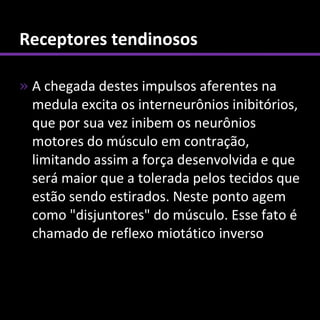 Receptores tendinosos

» A chegada destes impulsos aferentes na
  medula excita os interneurônios inibitórios,
  que por sua vez inibem os neurônios
  motores do músculo em contração,
  limitando assim a força desenvolvida e que
  será maior que a tolerada pelos tecidos que
  estão sendo estirados. Neste ponto agem
  como "disjuntores" do músculo. Esse fato é
  chamado de reflexo miotático inverso
 