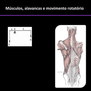 Músculos, alavancas e movimento rotatório
 