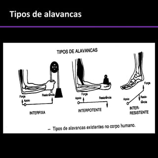 Tipos de alavancas
 