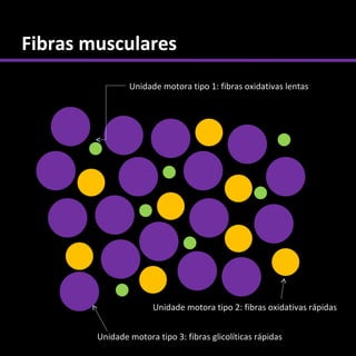 Fibras musculares
                Unidade motora tipo 1: fibras oxidativas lentas




                       Unidade motora tipo 2: fibras oxidativas rápidas


        Unidade motora tipo 3: fibras glicolíticas rápidas
 