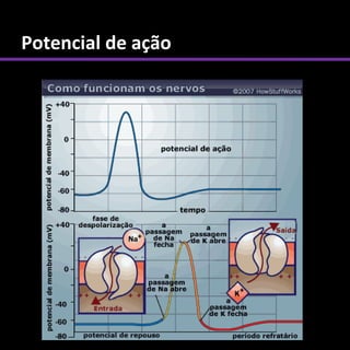 Potencial de ação
 