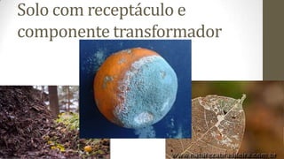Solo com receptáculo e
componente transformador
 