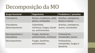 Decomposição da MO
Grupo funcional Organismos Predadores / parasitas
Trituradores Ácaros, crustáceos, coleó
pteros, artrópodes
Aranhas, coleópteros,
ácaros e outros
Trituradores
/decompositores
Colembolas
minhocas, fungos, bactér
ias, actinomicetos
Aranhas, coleópteros,
ácaros, nematoides
Decompositores /
trituradores
Fungos, bactérias,
actinomicetos, minhocas
Protozoários,
nematoides, ácaros
Decompositores Fungos, bactérias,
actinomicetos
Protozoários,
nematoides, fungos e
bactérias
 