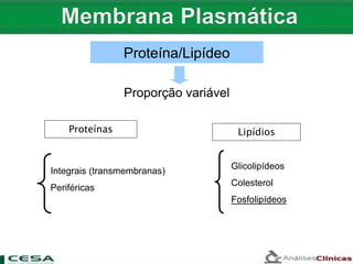 Proteínas
Integrais (transmembranas)
Periféricas
Lipídios
Glicolipídeos
Colesterol
Fosfolipídeos
Proteína/Lipídeo
Proporção variável
 