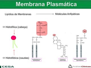  Hidrofílica (cabeça)
 Hidrofóbica (caudas)
Moléculas AnfipáticasLipídios de Membranas
 
