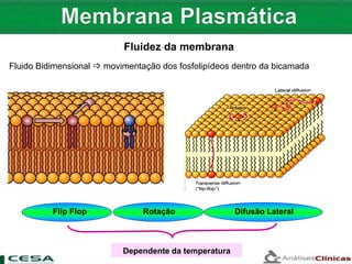 Flip Flop Rotação Difusão Lateral
Dependente da temperatura
Fluido Bidimensional  movimentação dos fosfolipídeos dentro da bicamada
Fluidez da membrana
 