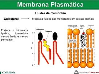 Fluidez da membrana
Colesterol Modula a fluidez das membranas em células animais
Enrijece a bicamada
lipídica, tornando-a
menos fluida e menos
permeável
 