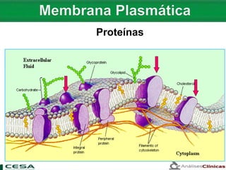 Proteínas
 