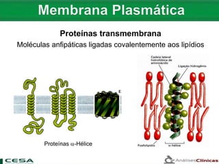 Proteínas transmembrana
Moléculas anfipáticas ligadas covalentemente aos lipídios
Proteínas -Hélice
 