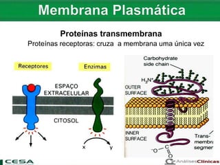 Proteínas receptoras: cruza a membrana uma única vez
Proteínas transmembrana
 