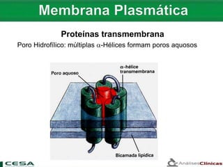 Poro Hidrofílico: múltiplas -Hélices formam poros aquosos
Proteínas transmembrana
 
