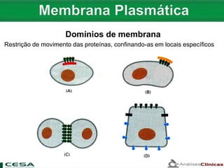 Restrição de movimento das proteínas, confinando-as em locais específicos
Domínios de membrana
 