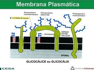 GLICOCÁLICE ou GLICOCÁLIX
 