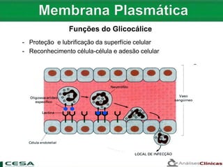 - Proteção e lubrificação da superfície celular
- Reconhecimento célula-célula e adesão celular
Funções do Glicocálice
 