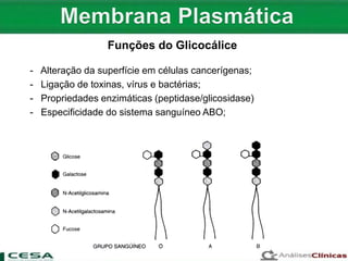 - Alteração da superfície em células cancerígenas;
- Ligação de toxinas, vírus e bactérias;
- Propriedades enzimáticas (peptidase/glicosidase)
- Especificidade do sistema sanguíneo ABO;
Funções do Glicocálice
 