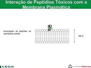 ~60 Å
Ancoragem do peptídeo na
membrana celular.
 