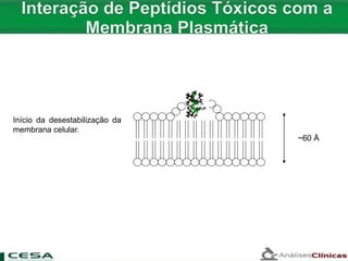 ~60 Å
Início da desestabilização da
membrana celular.
 