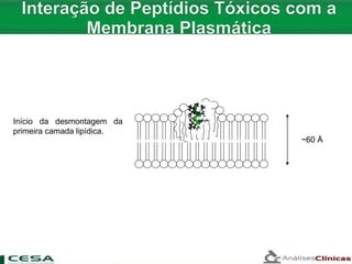 ~60 Å
Início da desmontagem da
primeira camada lipídica.
 